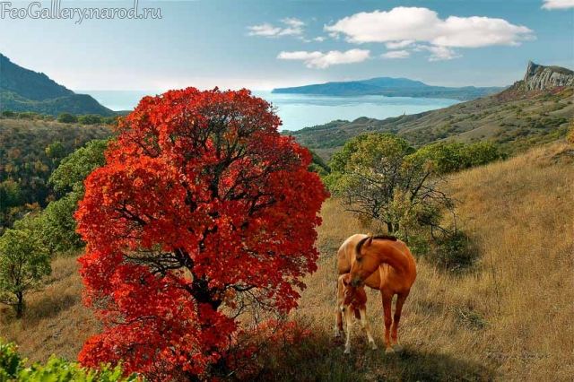 Фото Крым. Карадагская балка. Лошадь с жеребенком