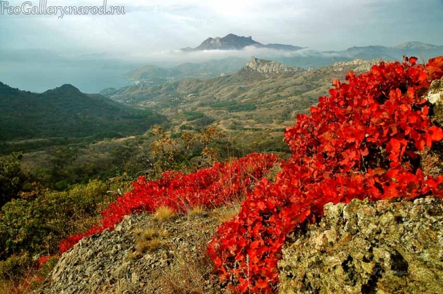 Фото Крым. Скумпия с осенней листвой