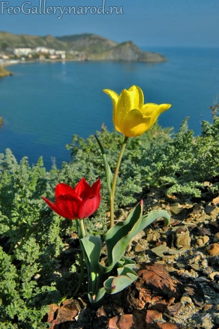 Фото Крым. Тюльпан Шренка на фоне мыса Кийик-Атлама