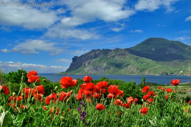 Фото Крым. Вид на Карадаг и цветущие маки