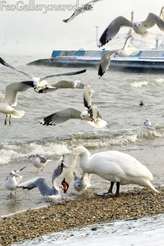 Фото Крым. Птицы на пляже набережной Феодосии зимой