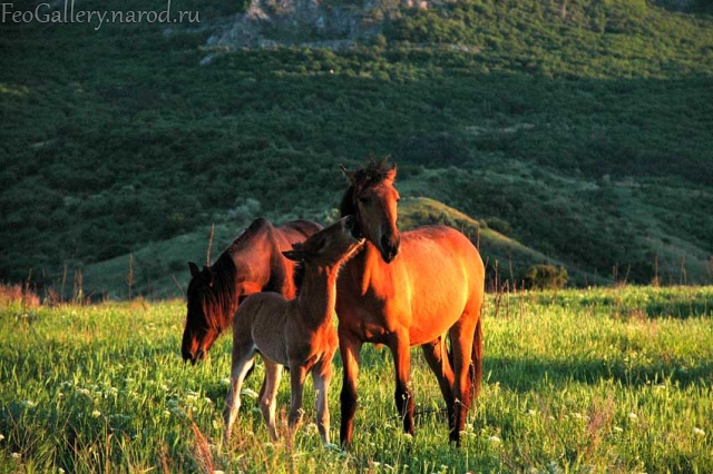 Фото Крым. Лошади на фоне горы Святой на плато