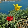 Фото Крым. Тюльпан Шренка на фоне мыса Кийик-Атлама