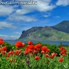 Фото Крым. Вид на Карадаг и цветущие маки