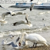 День. Птицы на пляже набережной Феодосии зимой