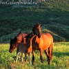 Фото Крым. Лошади на фоне горы Святой на плато